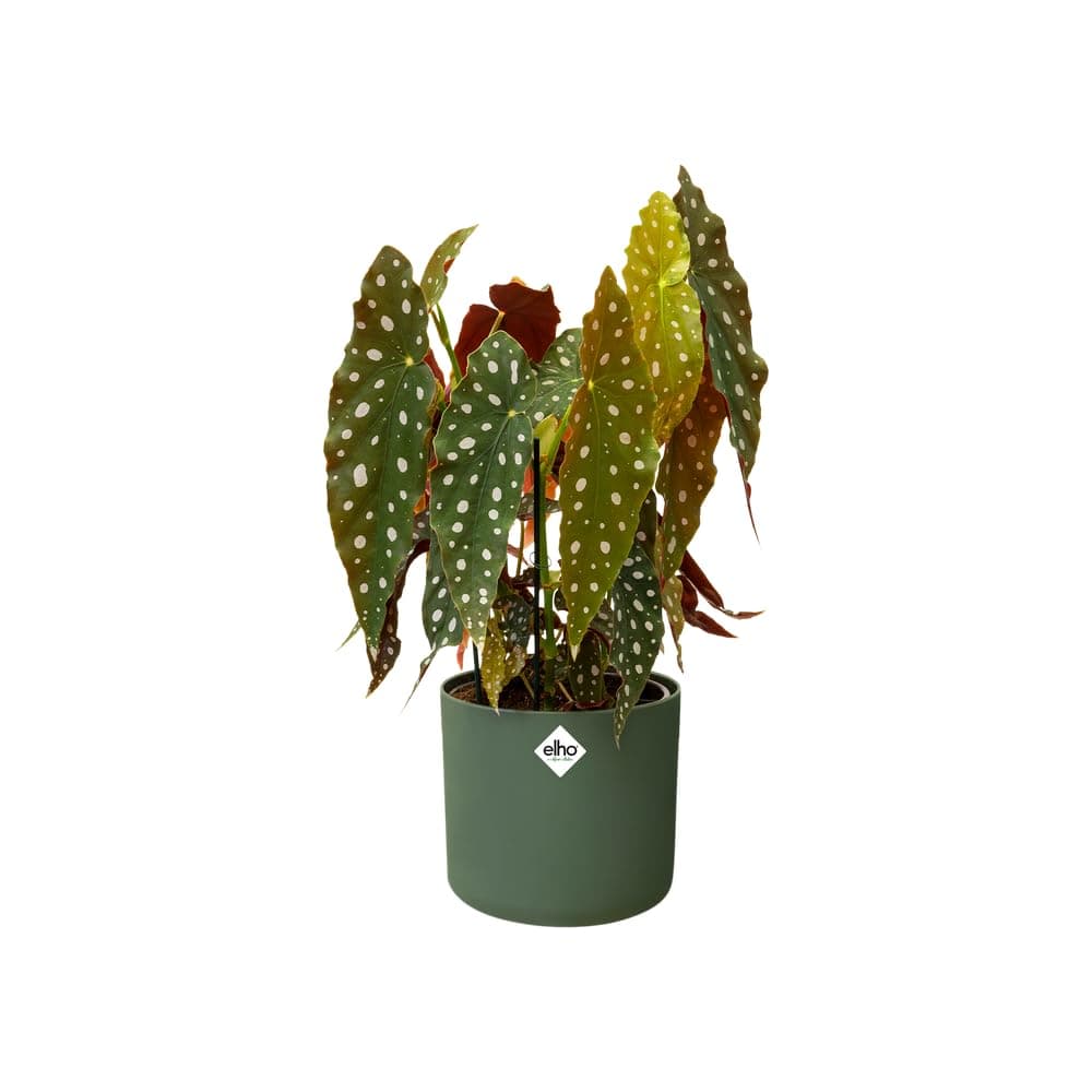 elho B.for Soft Rund 18cm puķu pods - Leaf Green