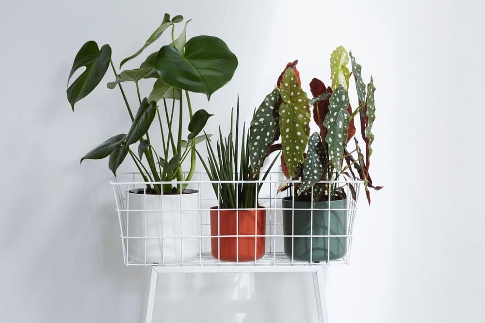 elho B.for Soft Rund 18cm puķu pods - Leaf Green