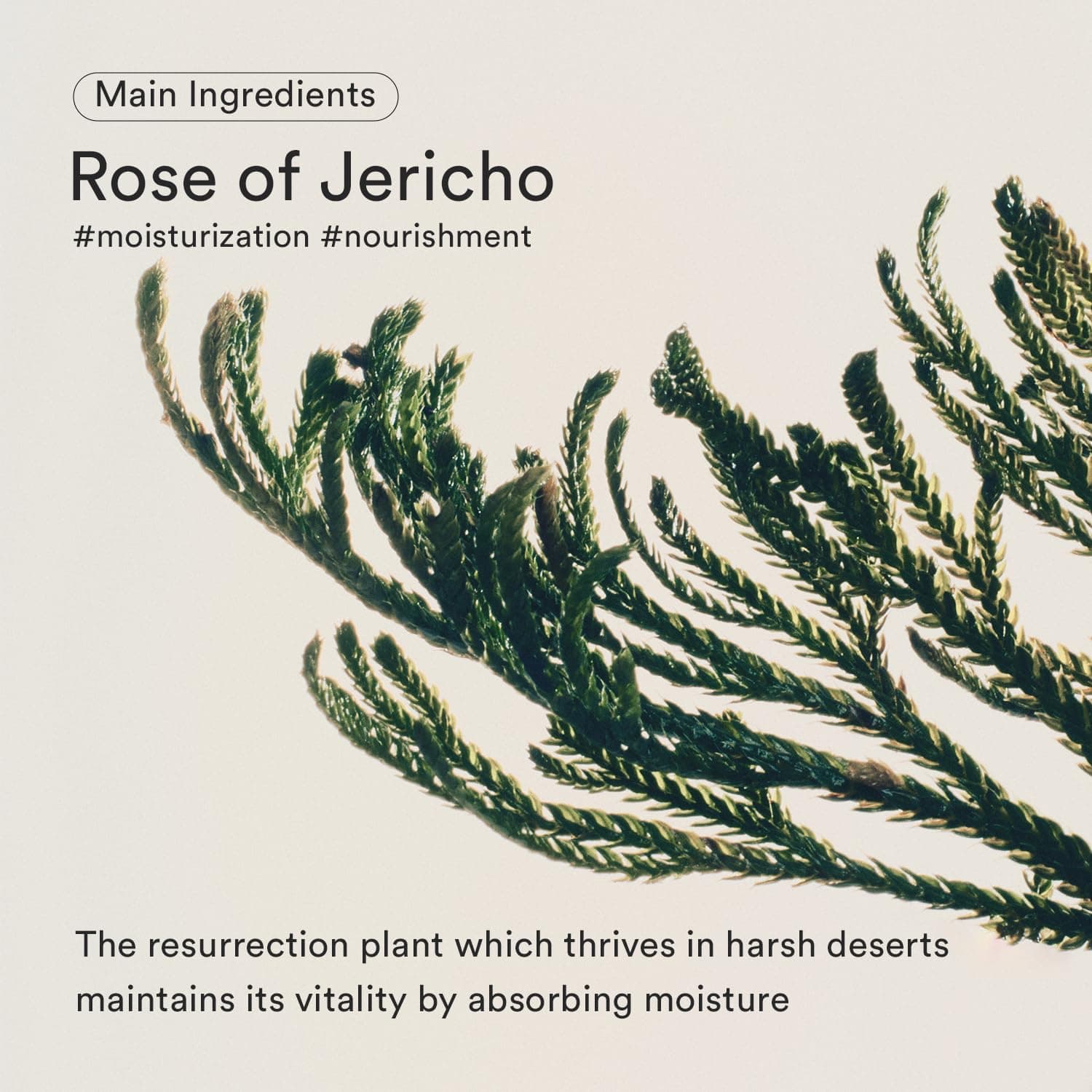 Abib Jericho Rose Bifida Serum