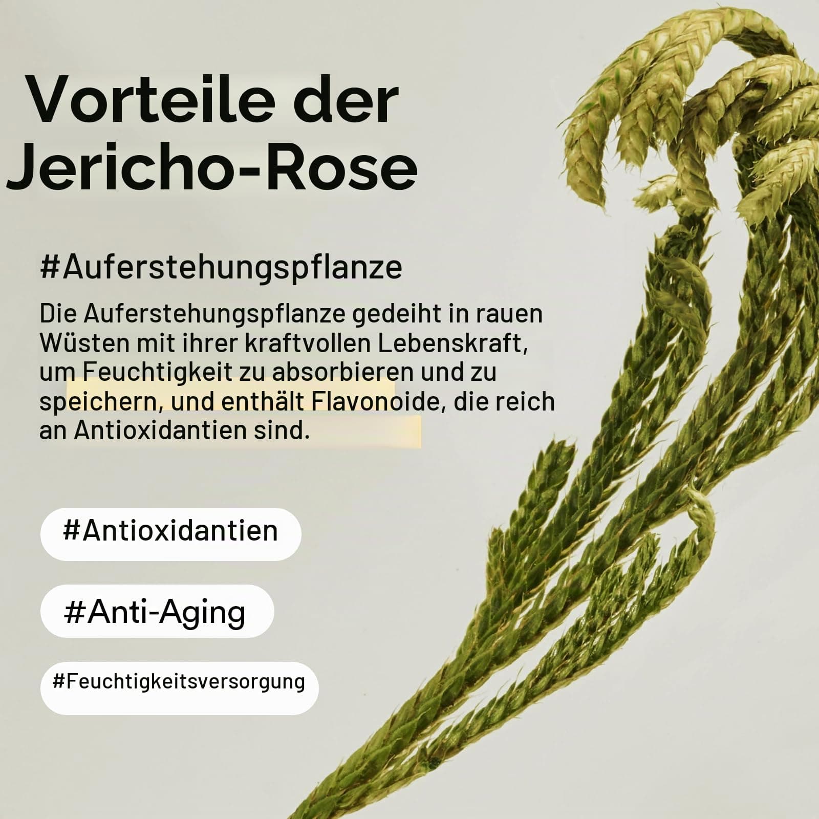 Abib Jericho Rose Creme